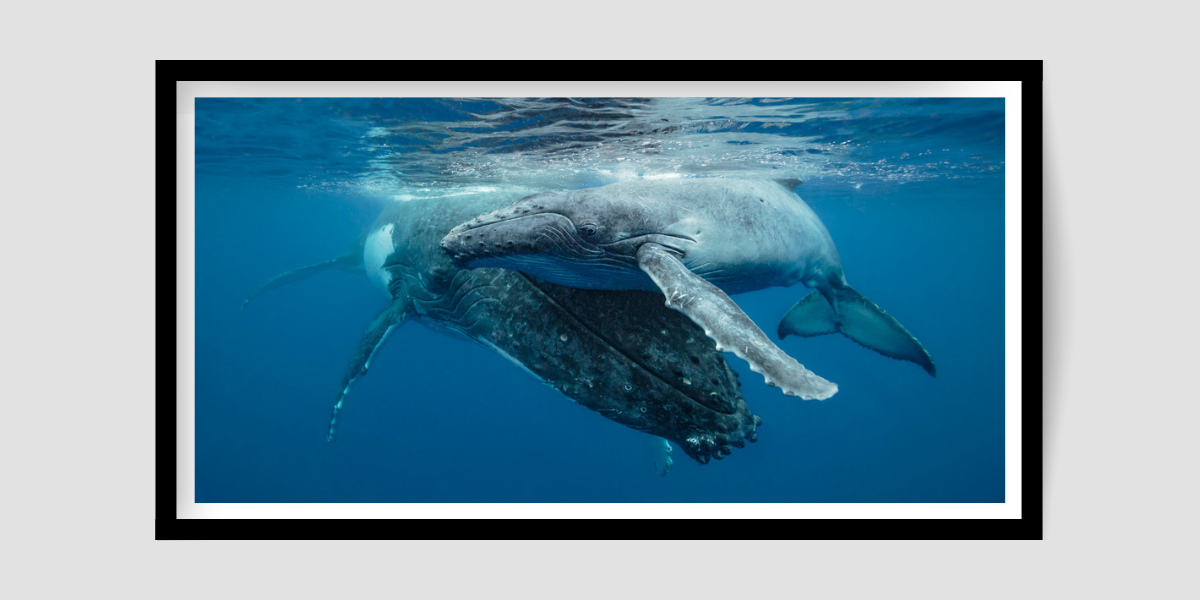 mum and bub large grey humpback whales resting on surface of blue water