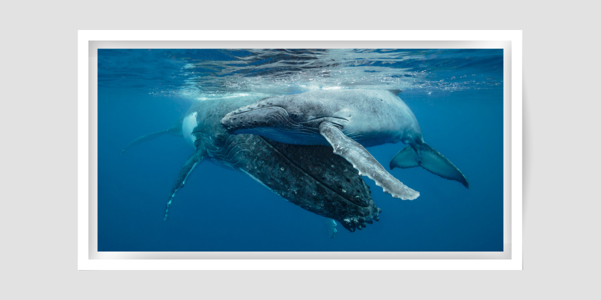 mum and bub large grey humpback whales resting on surface of blue water