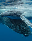mum and bub large grey humpback whales resting on surface of blue water
