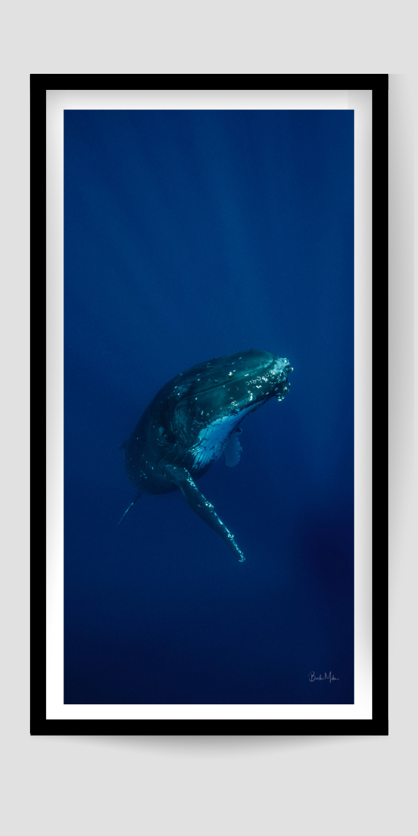 Ascent - Humpback Whale Print