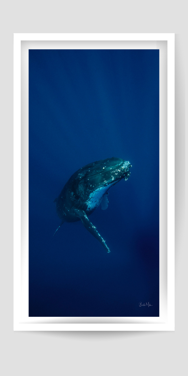 Ascent - Humpback Whale Print