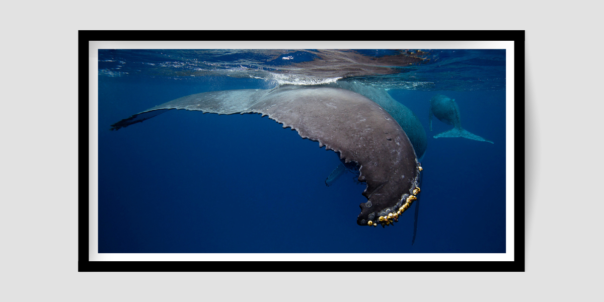 Barnacles - Humpback Whale Fluke Print