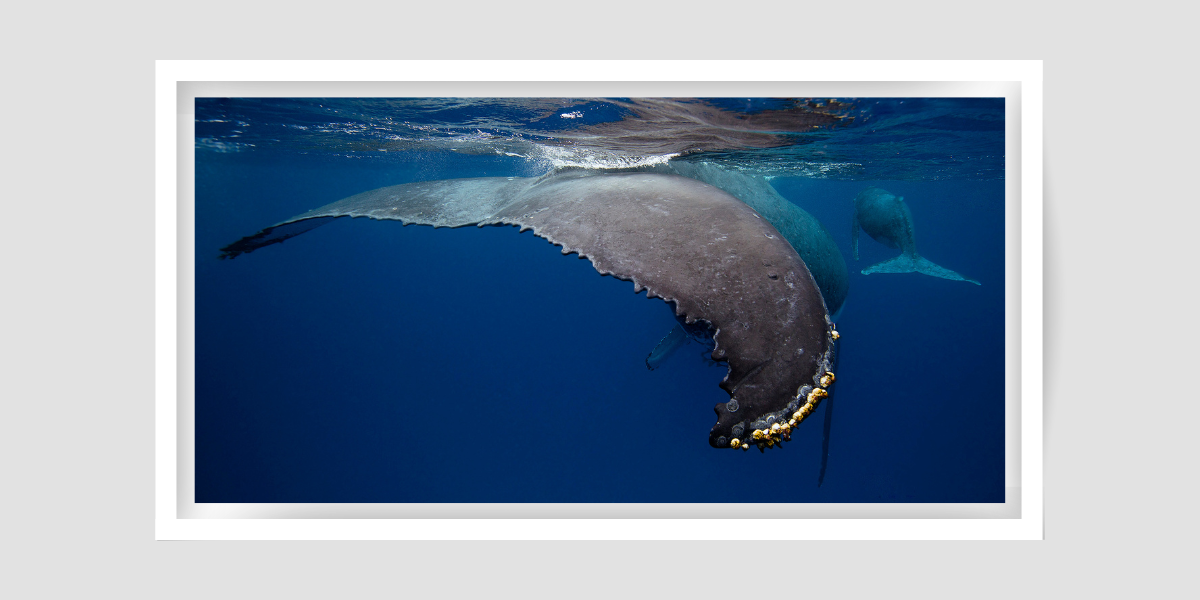 Barnacles - Humpback Whale Fluke Print