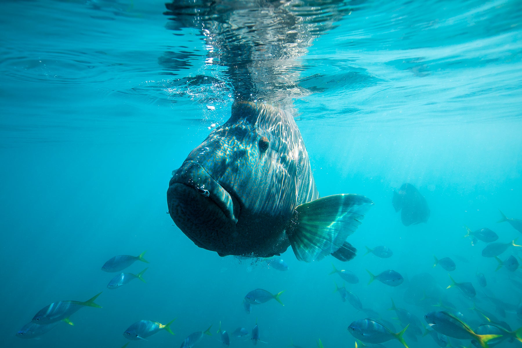 Bubbles - Underwater Humphead Print