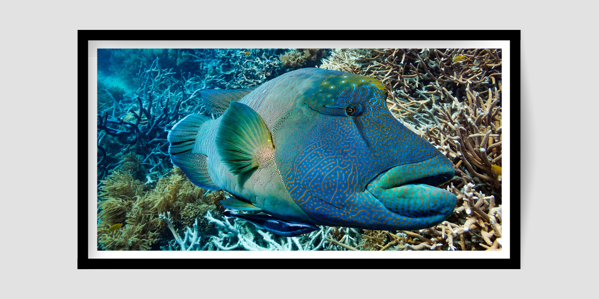 large Maori Wrasse patterned blue, green and yellow colours before hard and soft coral behind