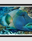 large Maori Wrasse patterned blue, green and yellow colours before hard and soft coral behind