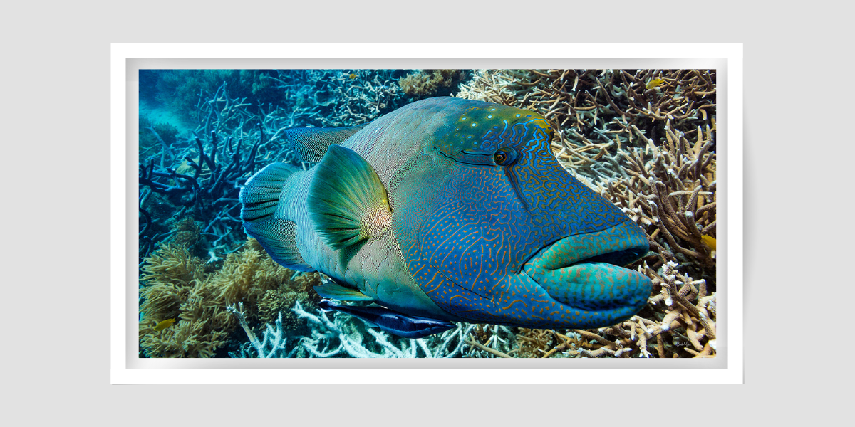 large Maori Wrasse patterned blue, green and yellow colours before hard and soft coral behind