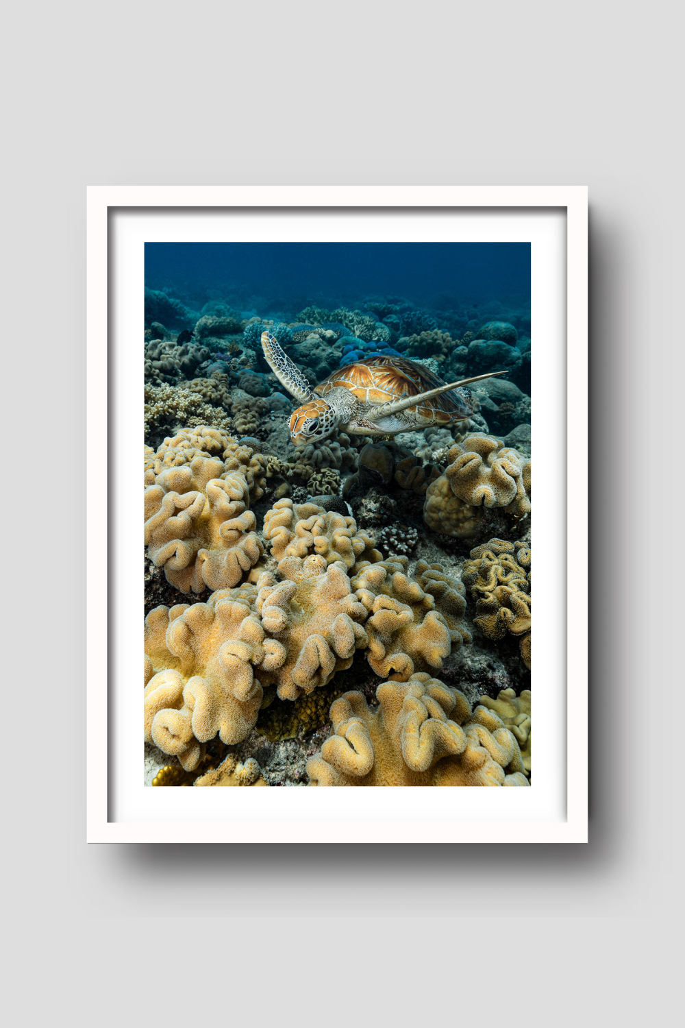 below the water with yellow and blue reef underneath a turtle swimming towards the camera