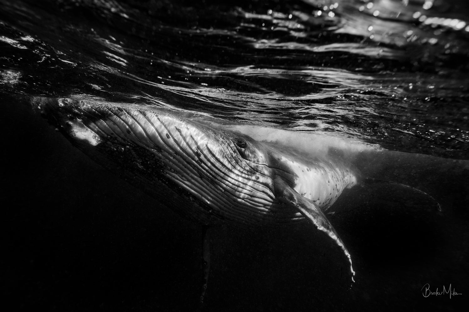 black and white image of large humpback whale breaking the surface of the water