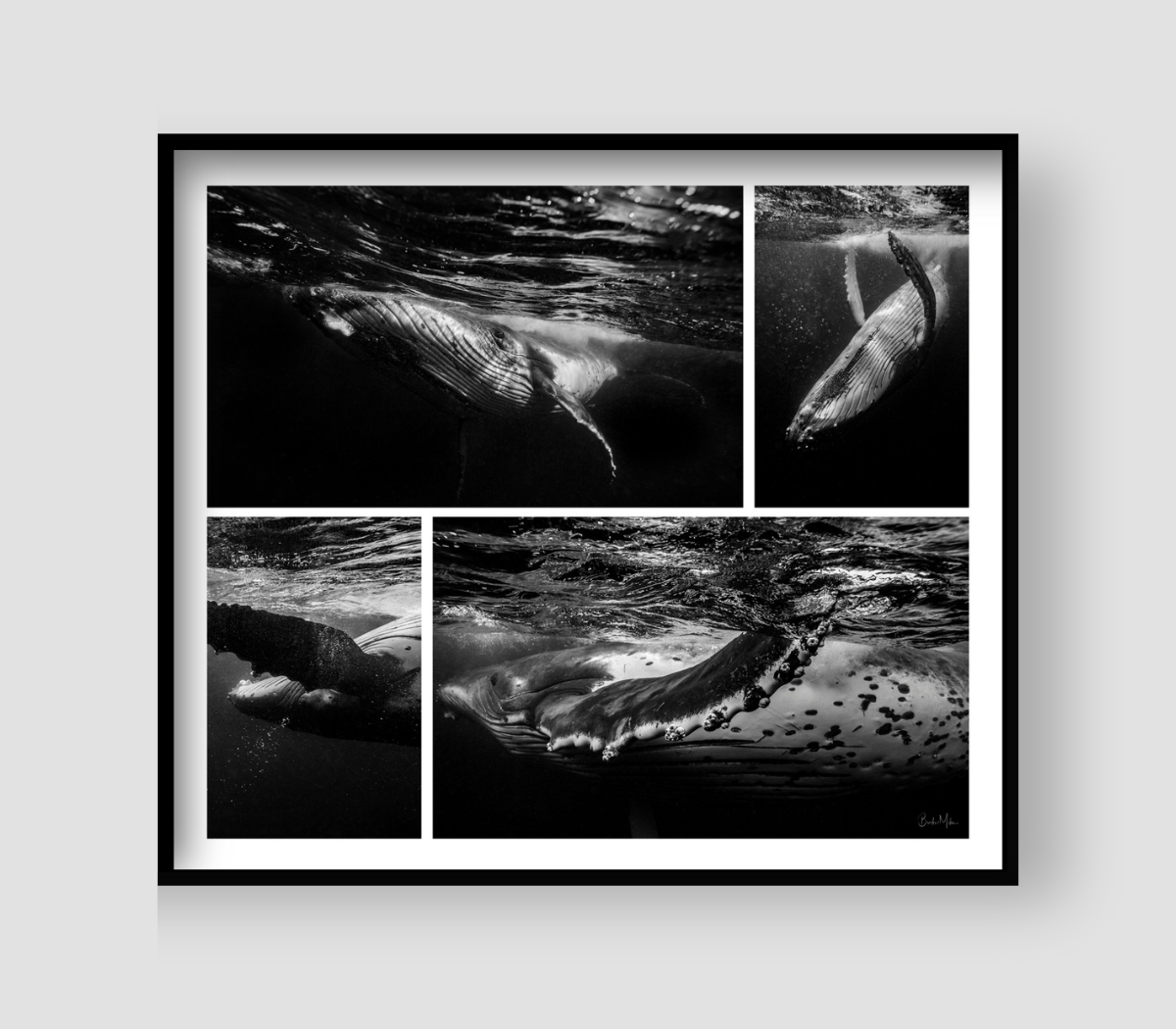 Crazy Whale Set - Humpback Whale Print