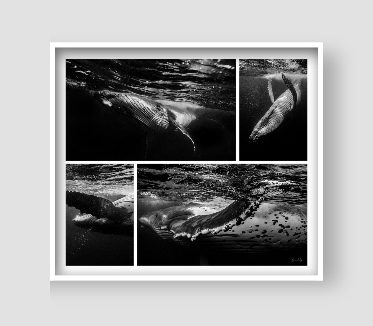 Crazy Whale Set - Humpback Whale Print