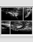 Crazy Whale Set - Humpback Whale Prints