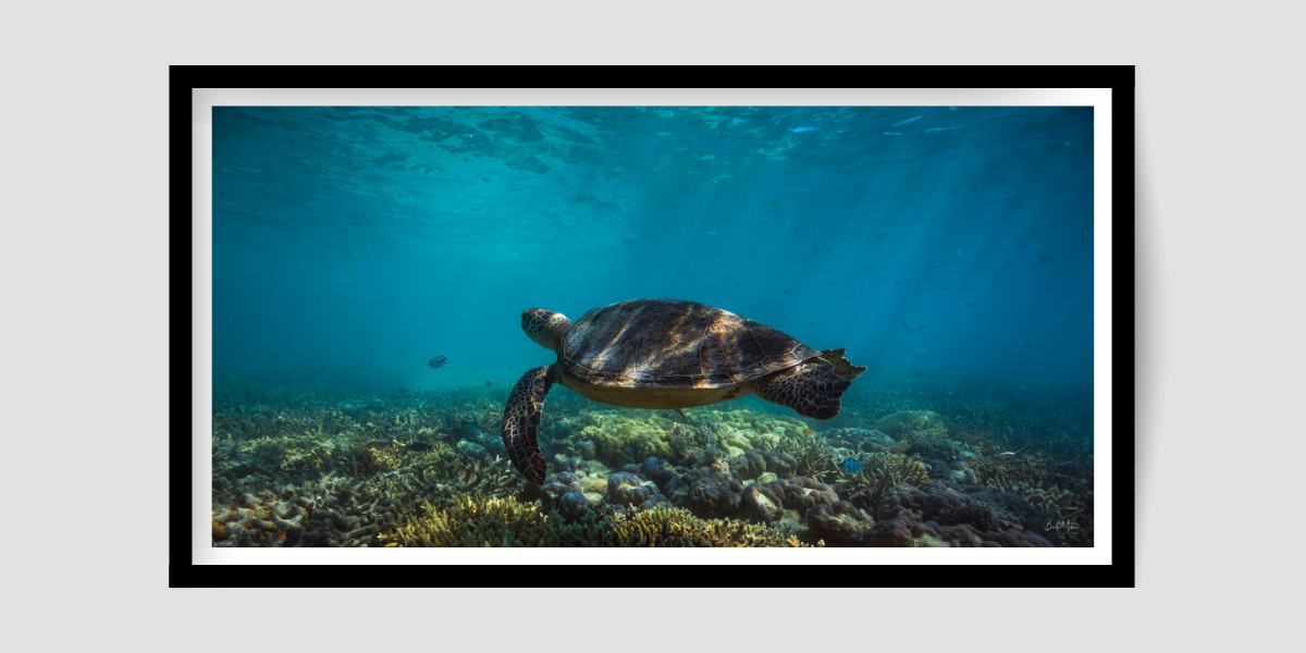 green sea turtle swimming above reef floor smaller fish in the background