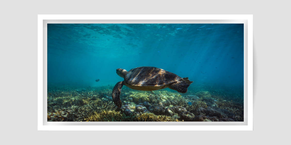 green sea turtle swimming above reef floor smaller fish in the background