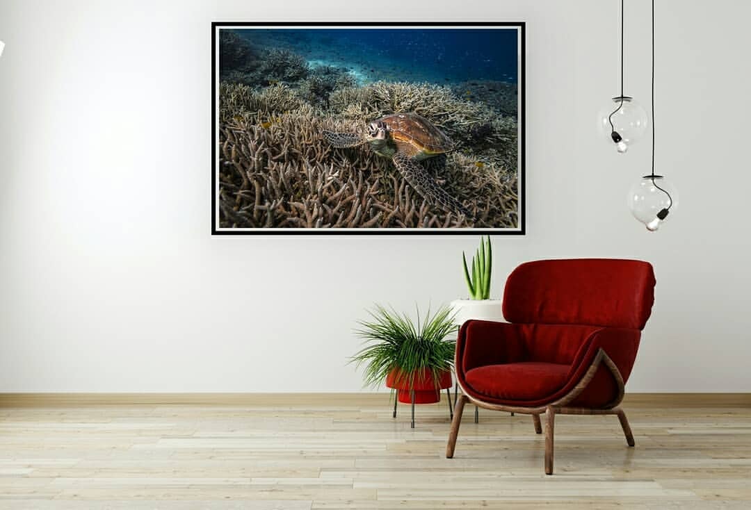 sea turtle gliding across coral reef with small yellow fishing darting around