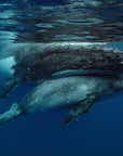 small grey baby calf whale hiding under the belly of mum whale as  they break the surface of water