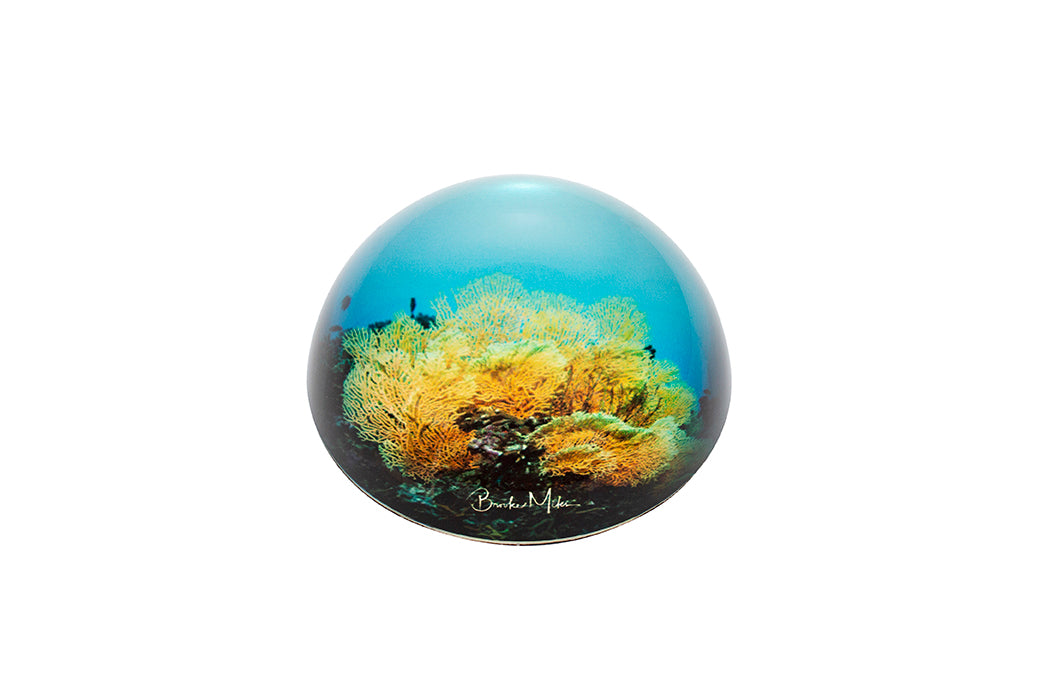 Glass Dome Fan Coral