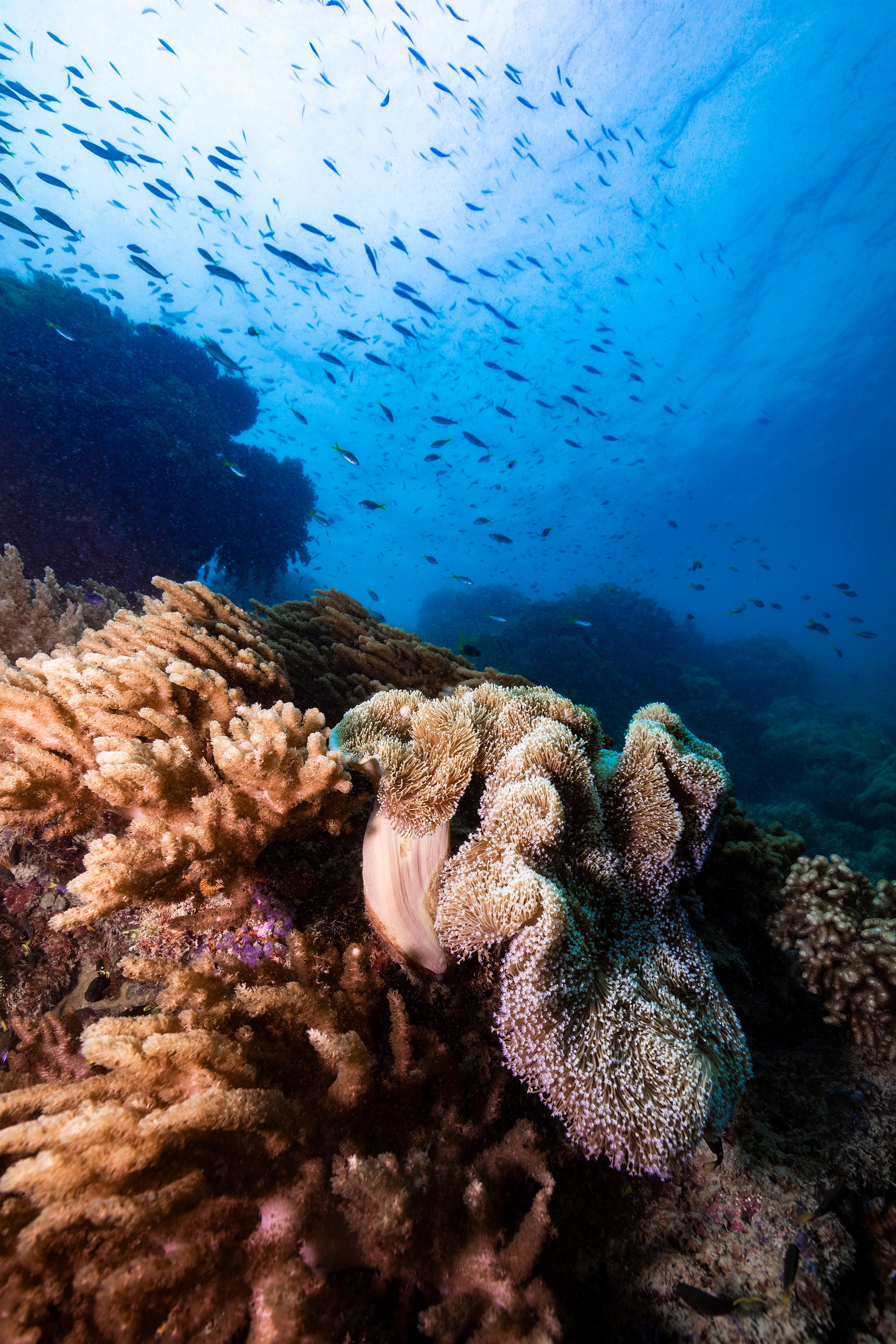 large purple and orange coral with fish swimming above