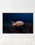 Photo Mount - 'Dusk Diver'