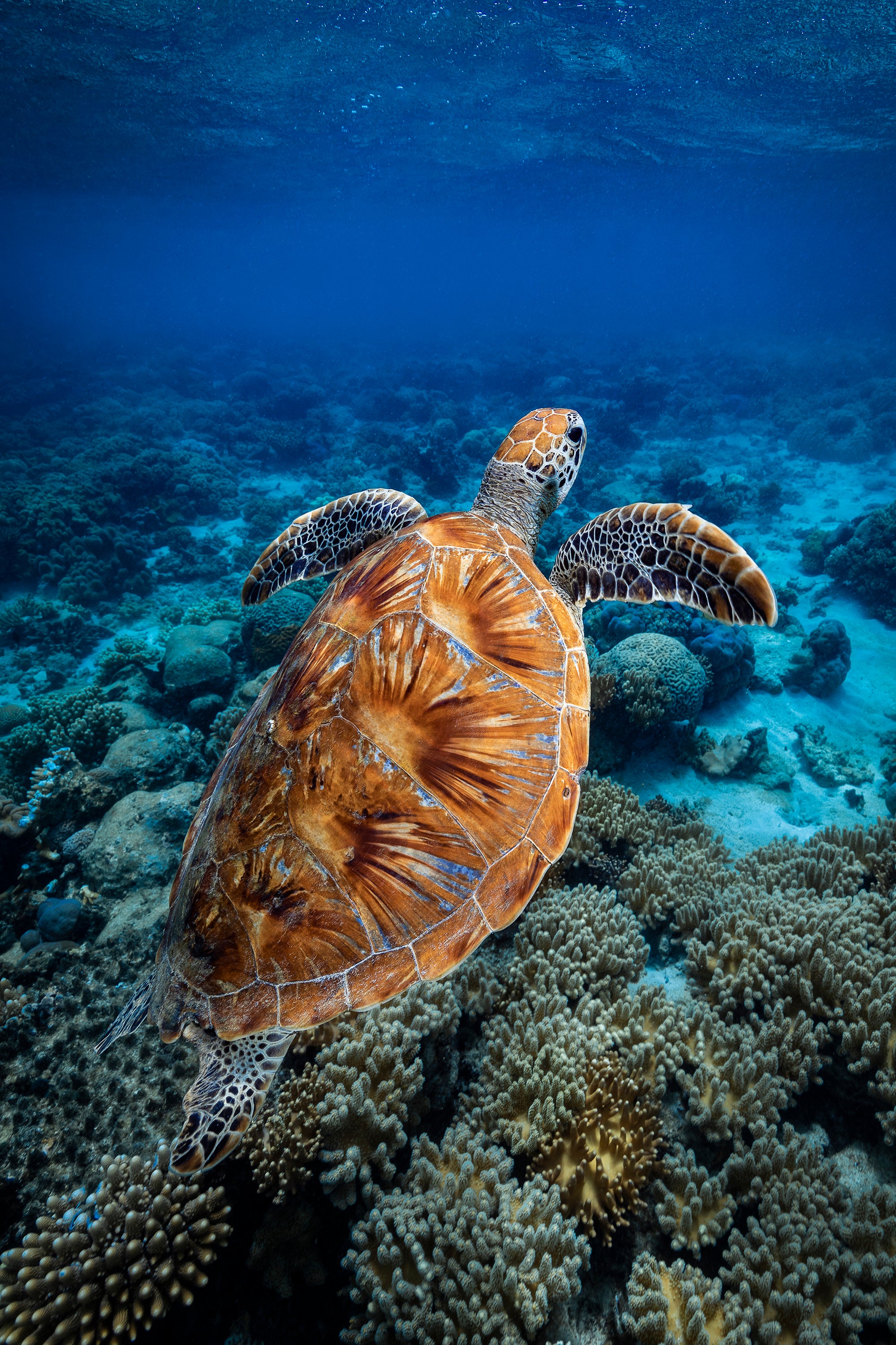 back colourful shell of green sea turtle as she swims up from the floor of coral