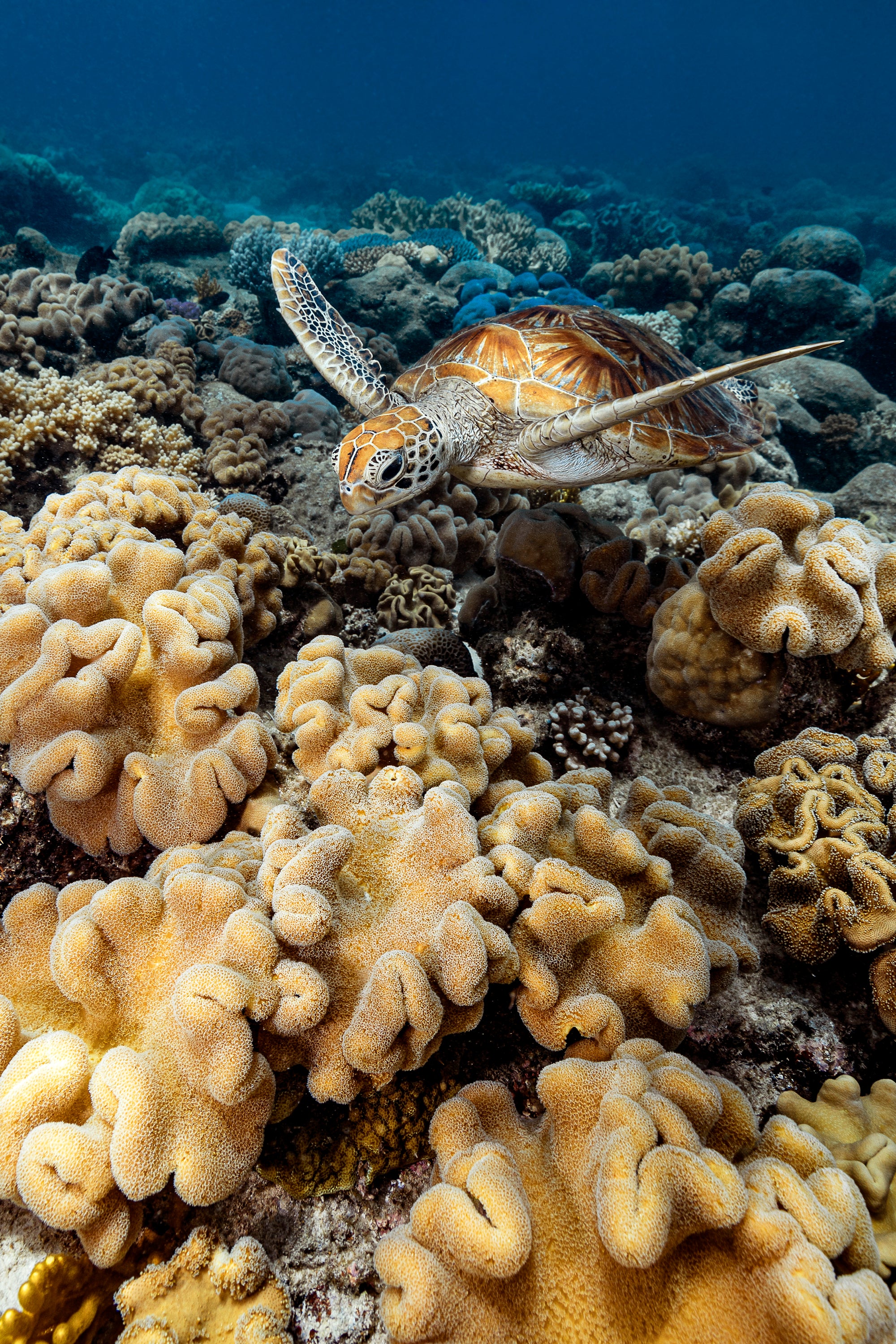 below the water with yellow and blue reef underneath a turtle swimming towards the camera