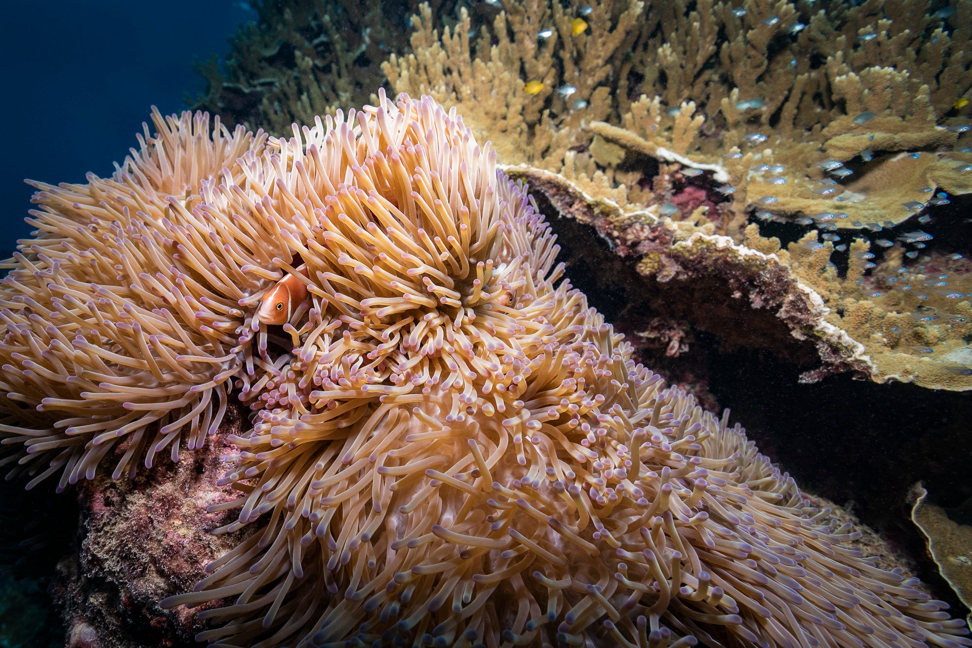 orange and purple fluffy swirling anemone with a clown fish poking out his head