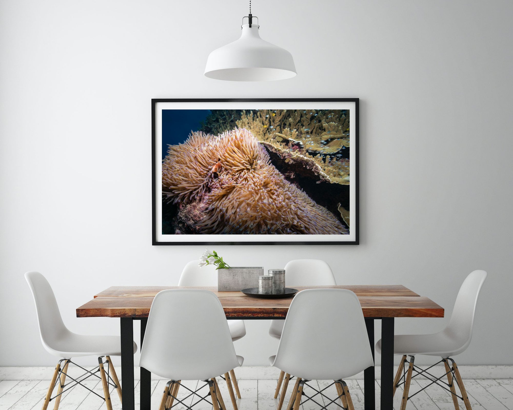 orange and purple fluffy swirling anemone with a clown fish poking out his head