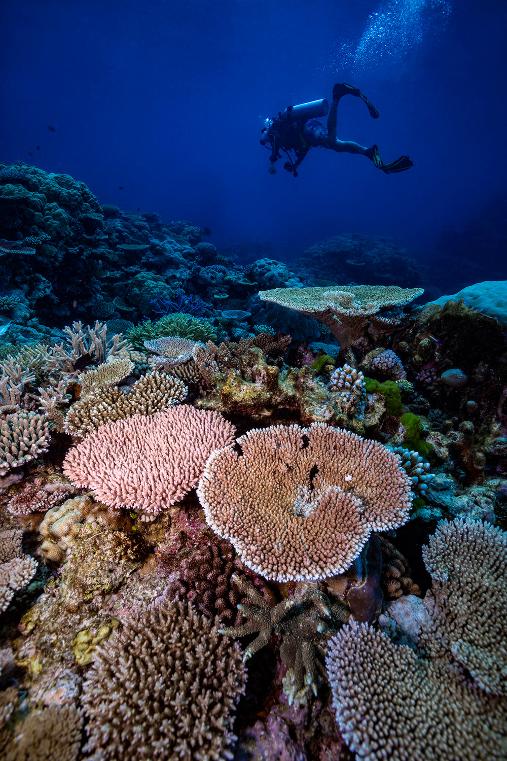 scuba diver releasing bubbles above a bed of coloured coral reef