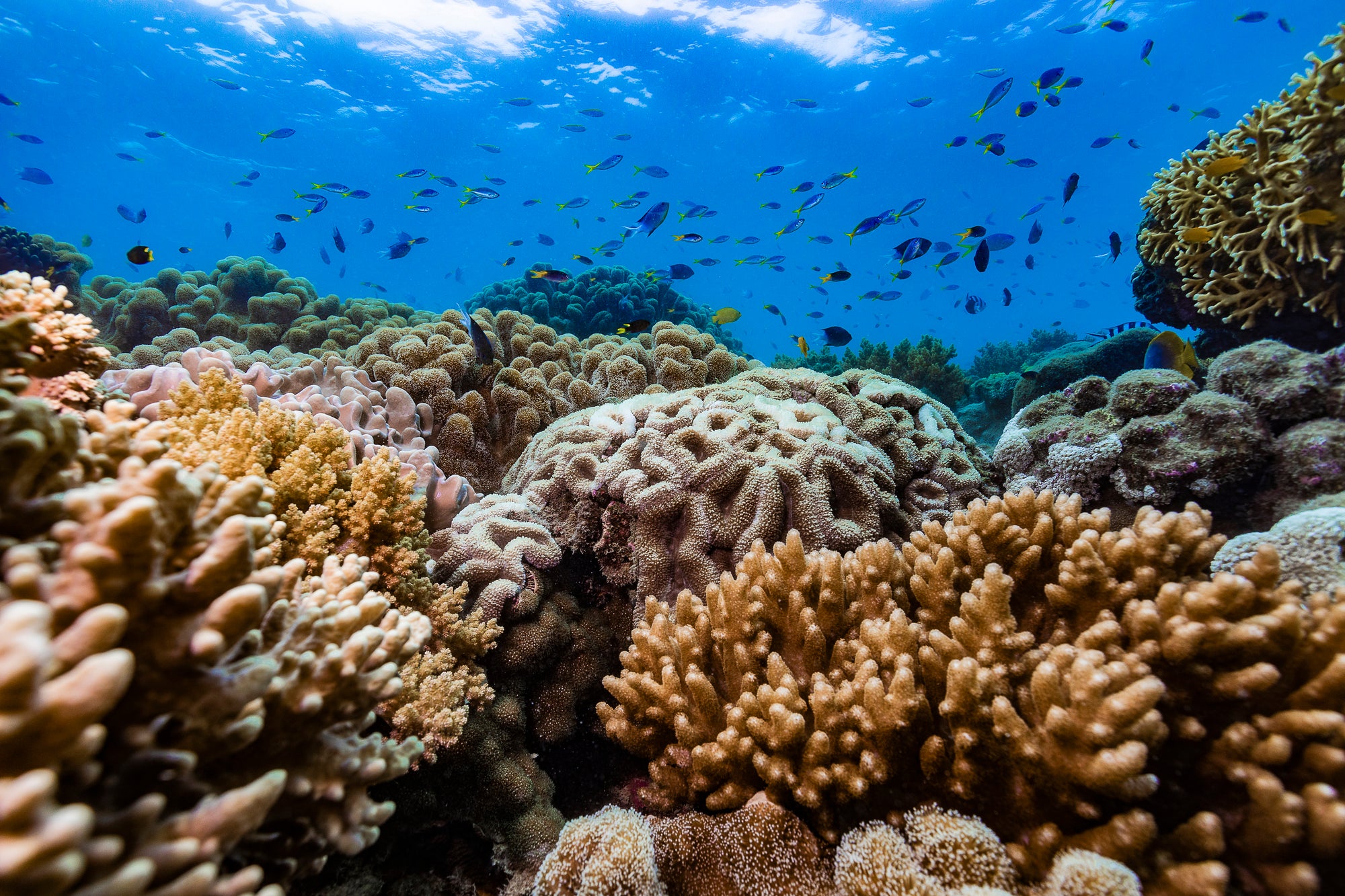 colourful garden of coral with various different fish swimming above