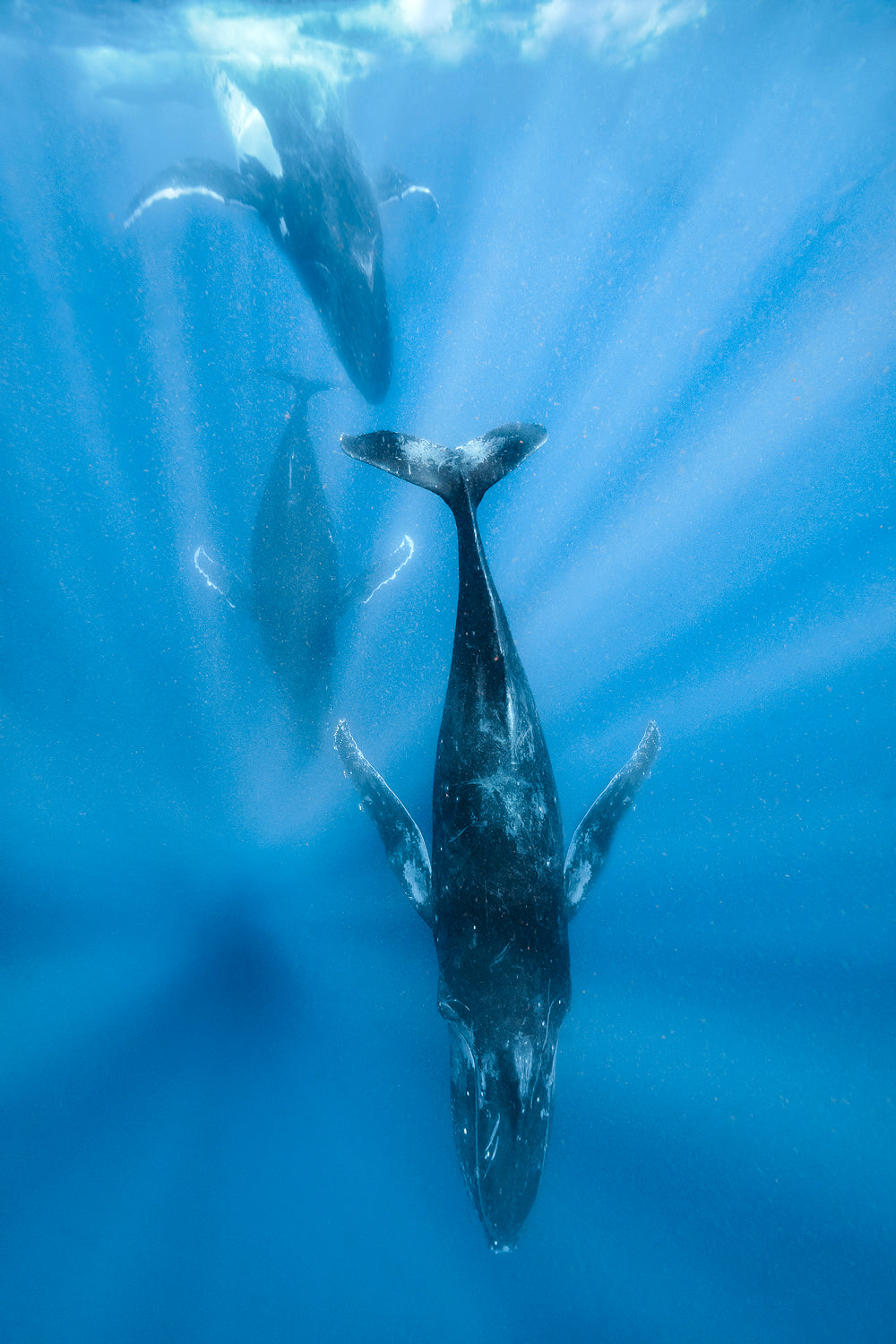 3 humpback whales diving down into blue waters