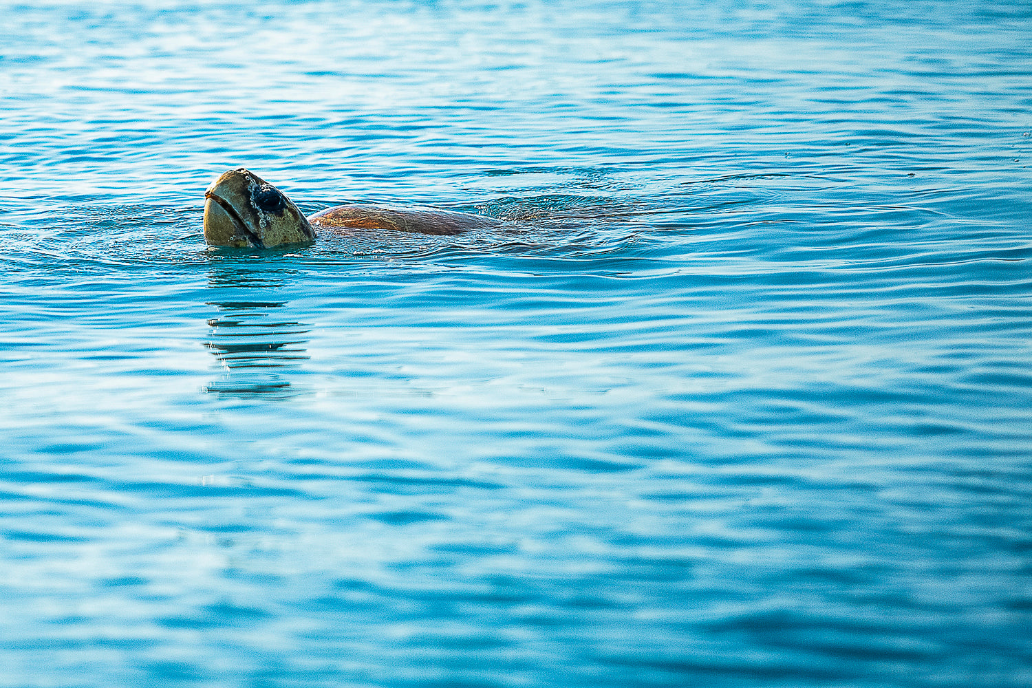 sea turtle poking his head above the water surface