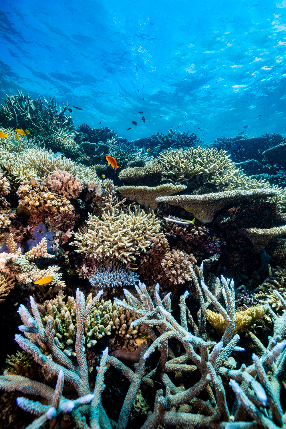 multitude of different vibrantly coloured coral reef with varying textures as colourful small fish swim about