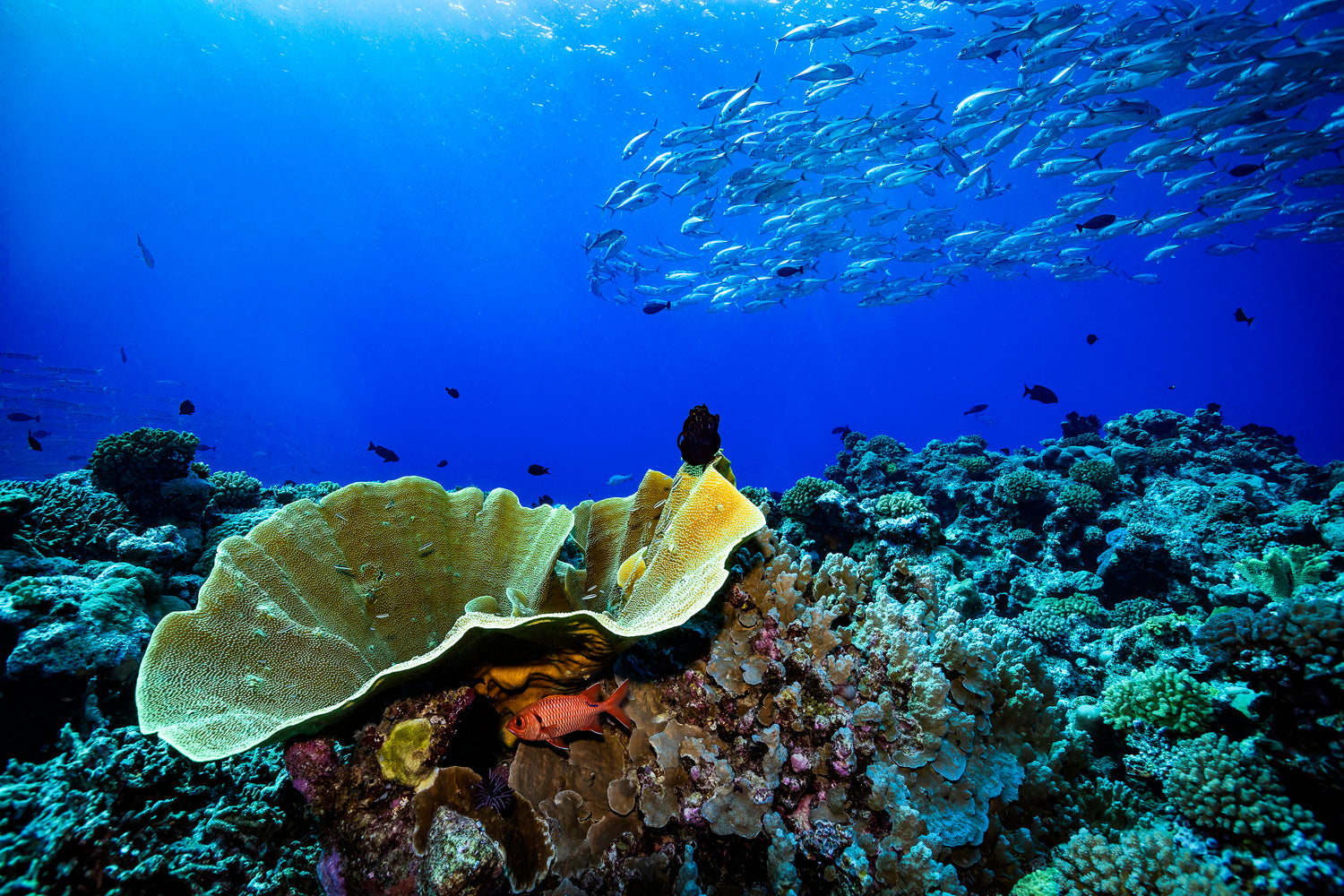 yellow dish shaped coral with little red fish hiding underneath with a ball of small silver fish above