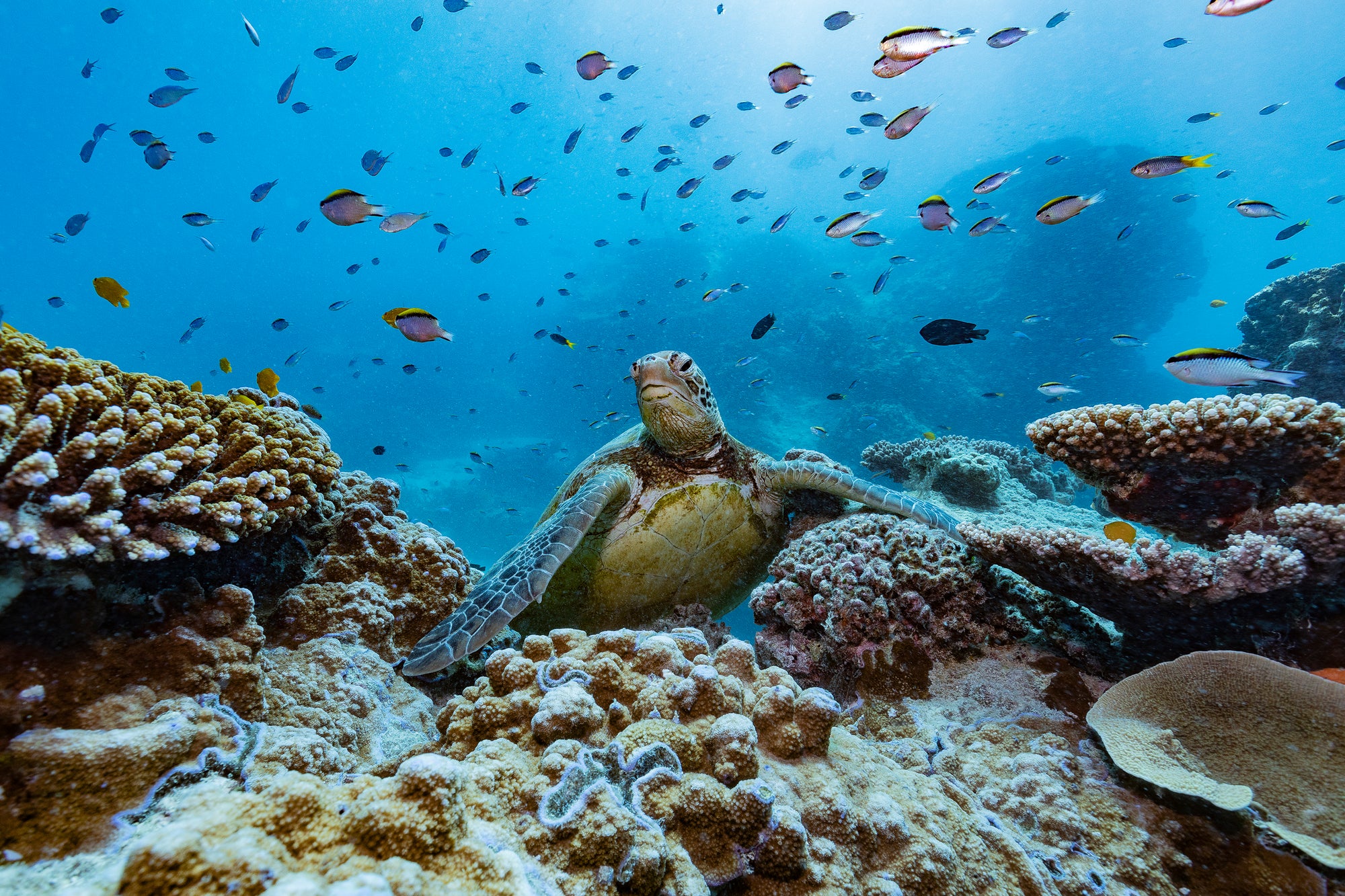 sea turtle popping up over a wall of coral reef as smaller fish swim behind him