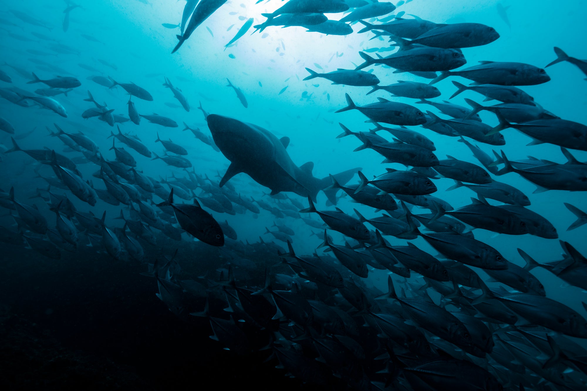 large shark swims above through school of silver fish