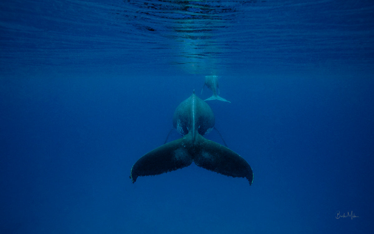 just below the waters surface are the tails of 2 humpback whales