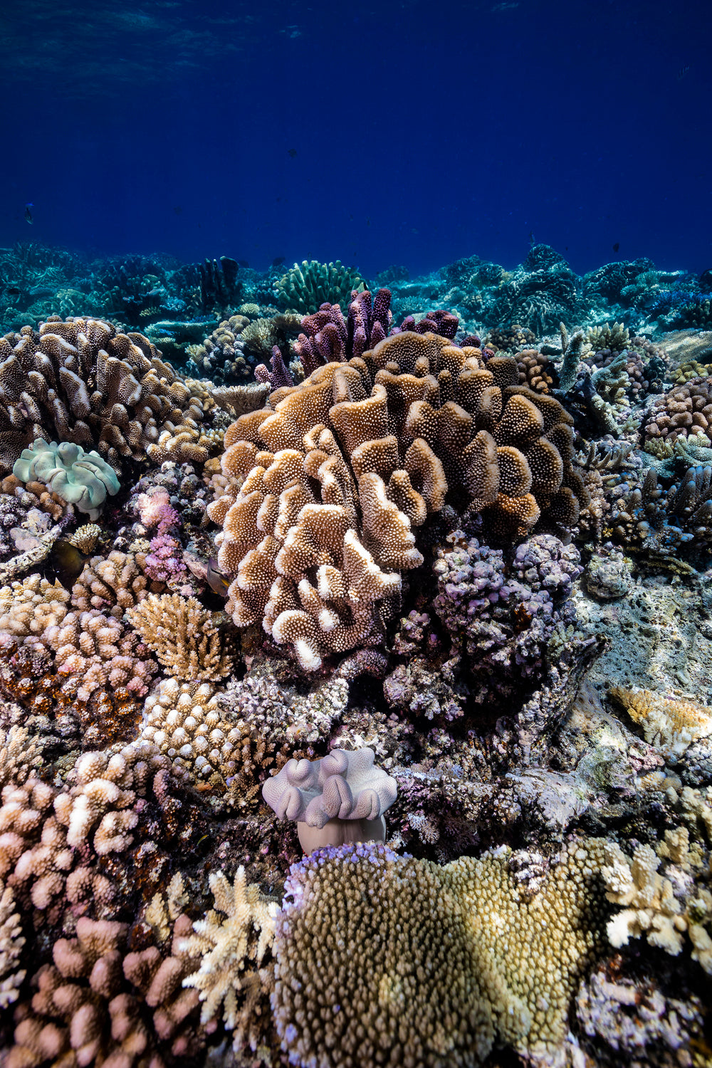 vibrant kaleidoscope of colourful coral reef from underneath