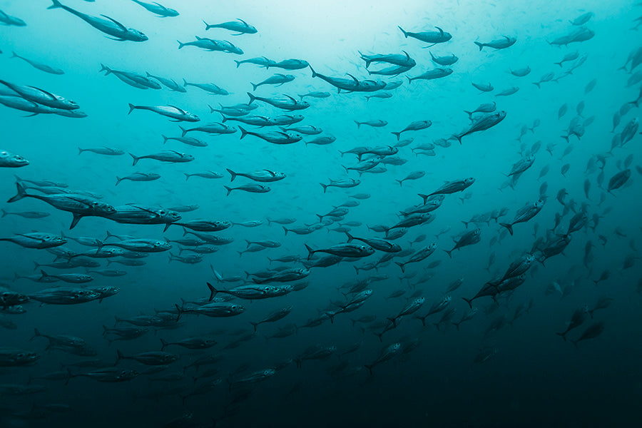 varying shades of greenish water with a school of small silver fish