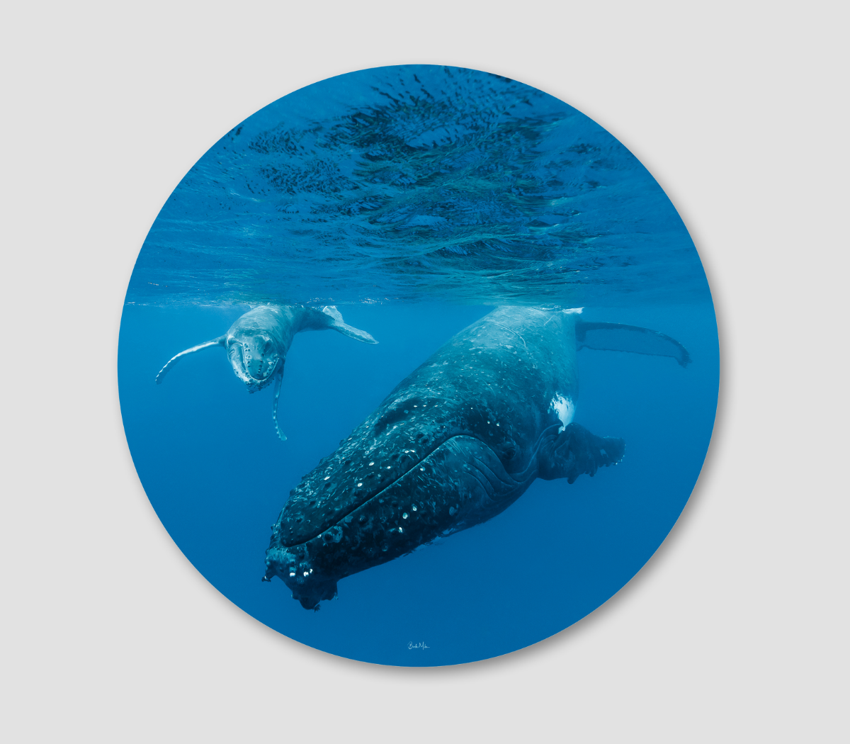 Large dark coloured humpback whale frolicking with light coloured calf whale