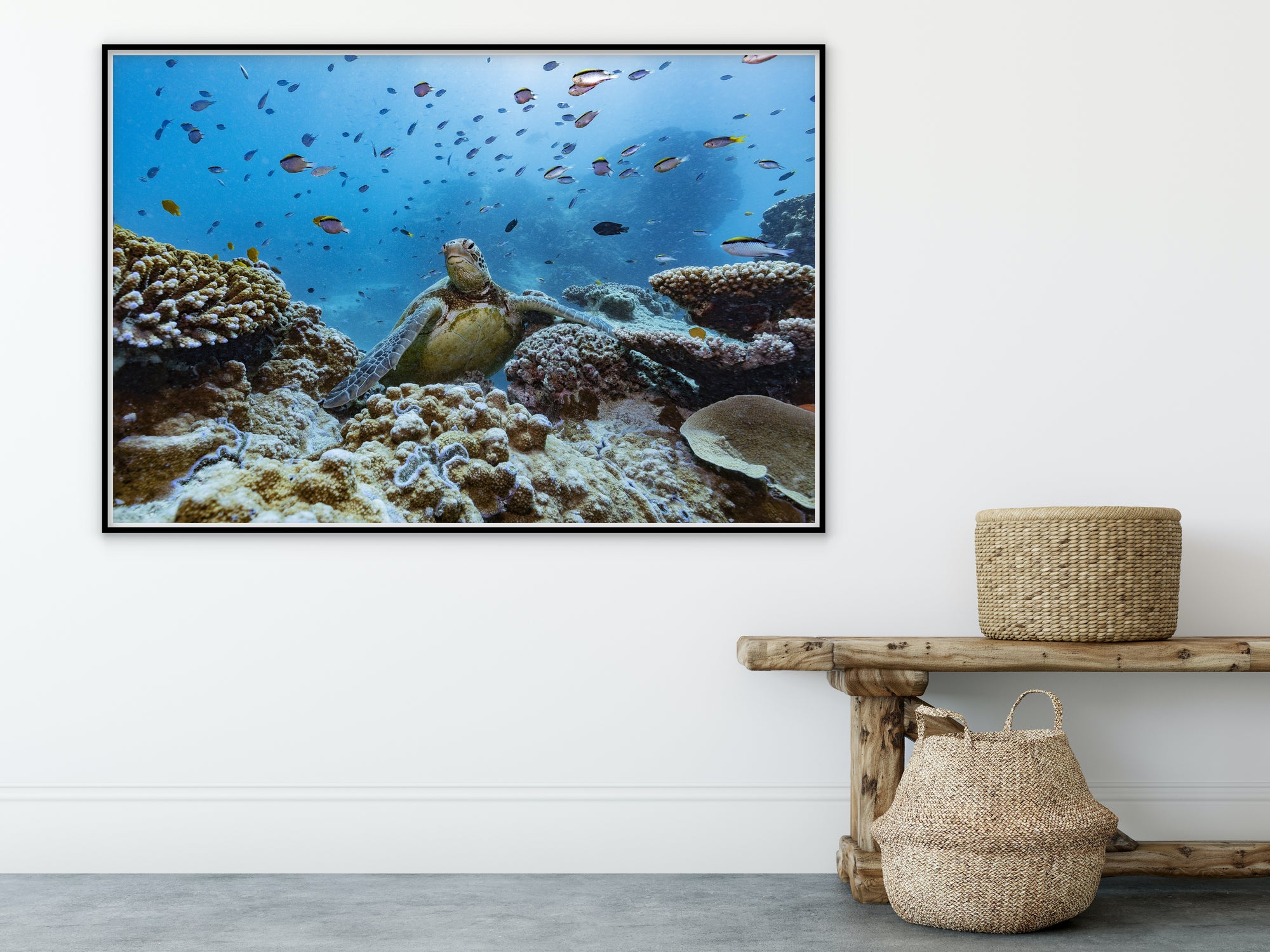sea turtle popping up over a wall of coral reef as smaller fish swim behind him
