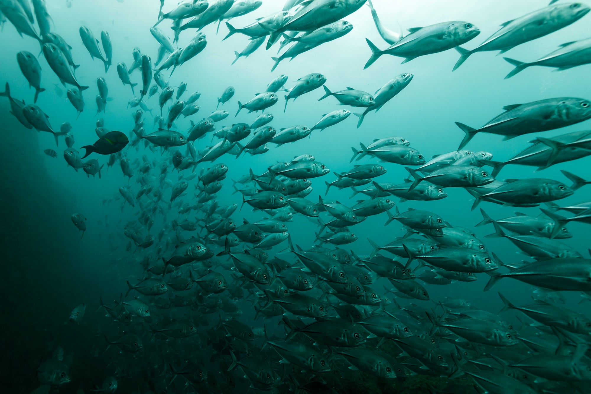 green waters with hundreds of the same fish syncronise swimming