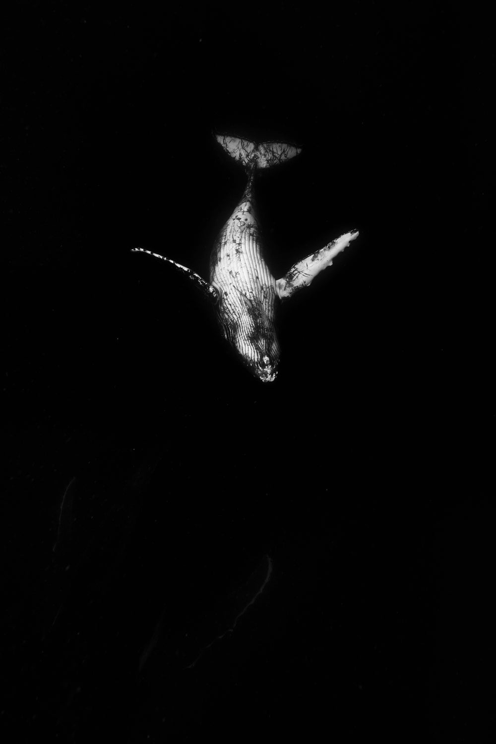black image with grey underbelly of a large humpback whale