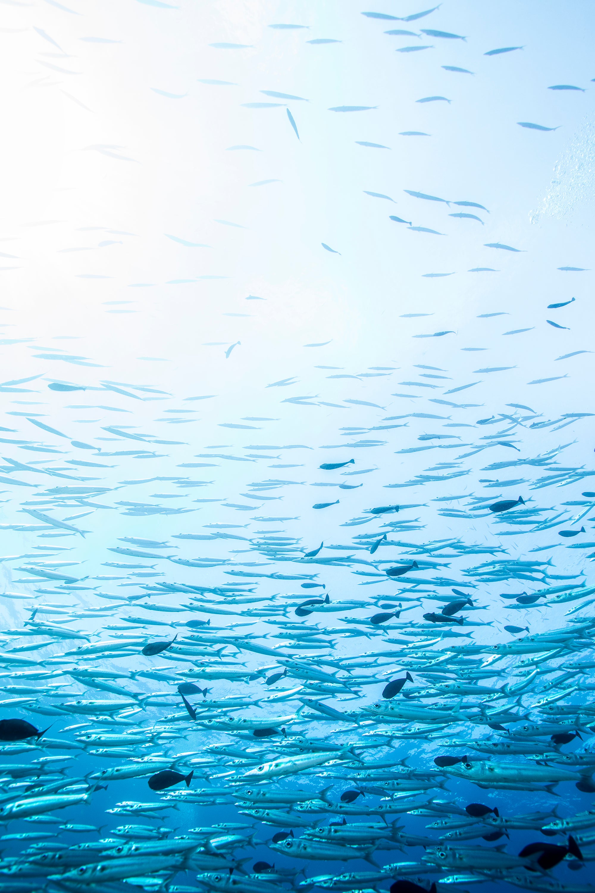 below up to the surface of bright sunlight with a school of barracuda fish