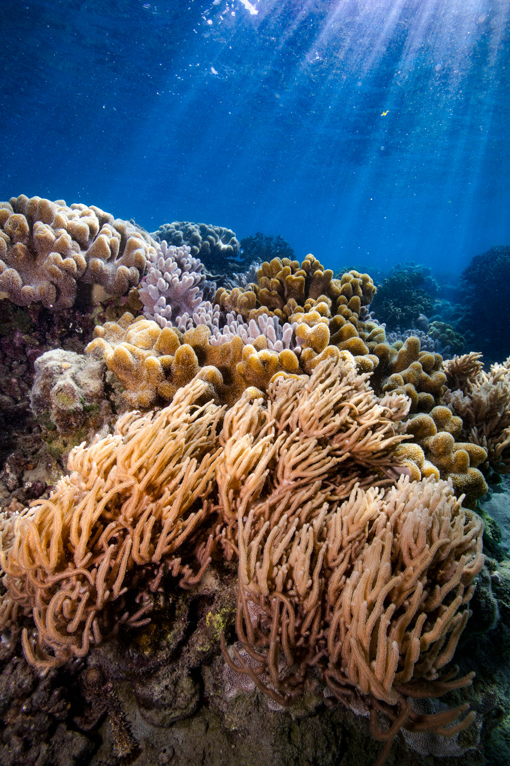 from below bright light penetrates the surface illuminating a bommie of coral
