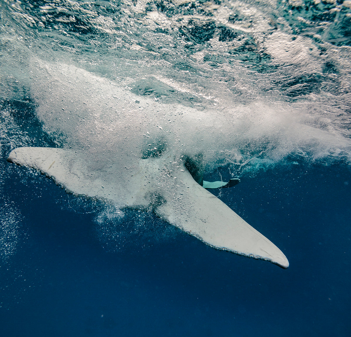 Splash - Humpback Whale Print