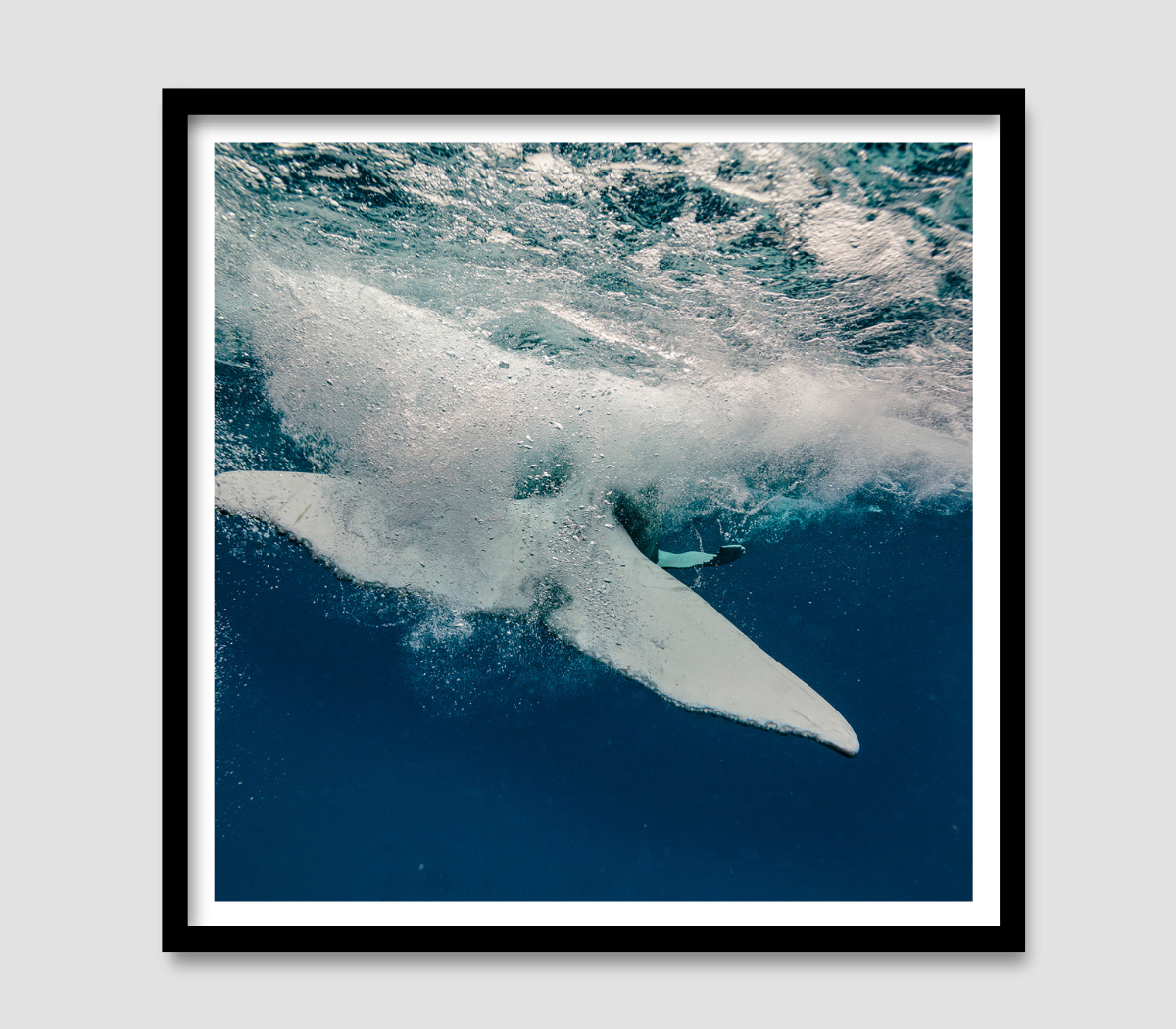 Splash - Humpback Whale Print
