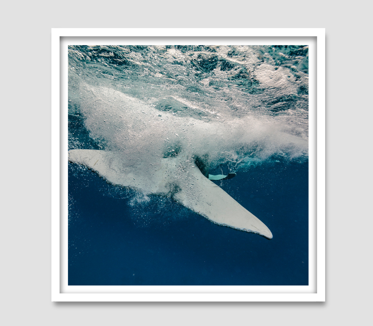 Splash - Humpback Whale Print