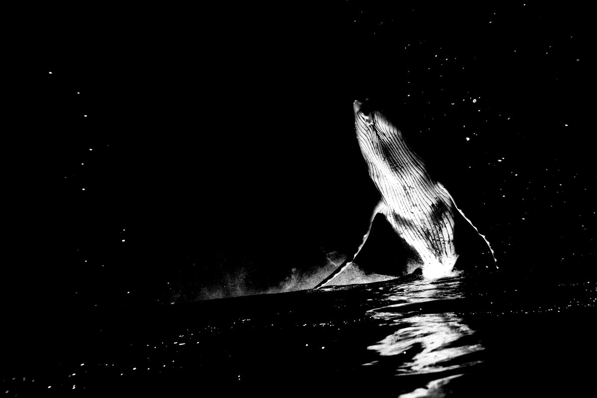 Stargazer - Black and White Humpback Whale Print