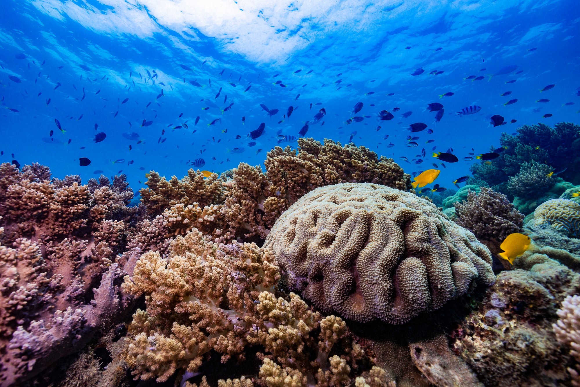 blue ocean with small fish above 2 yellow fish swimming around a sponge of coral