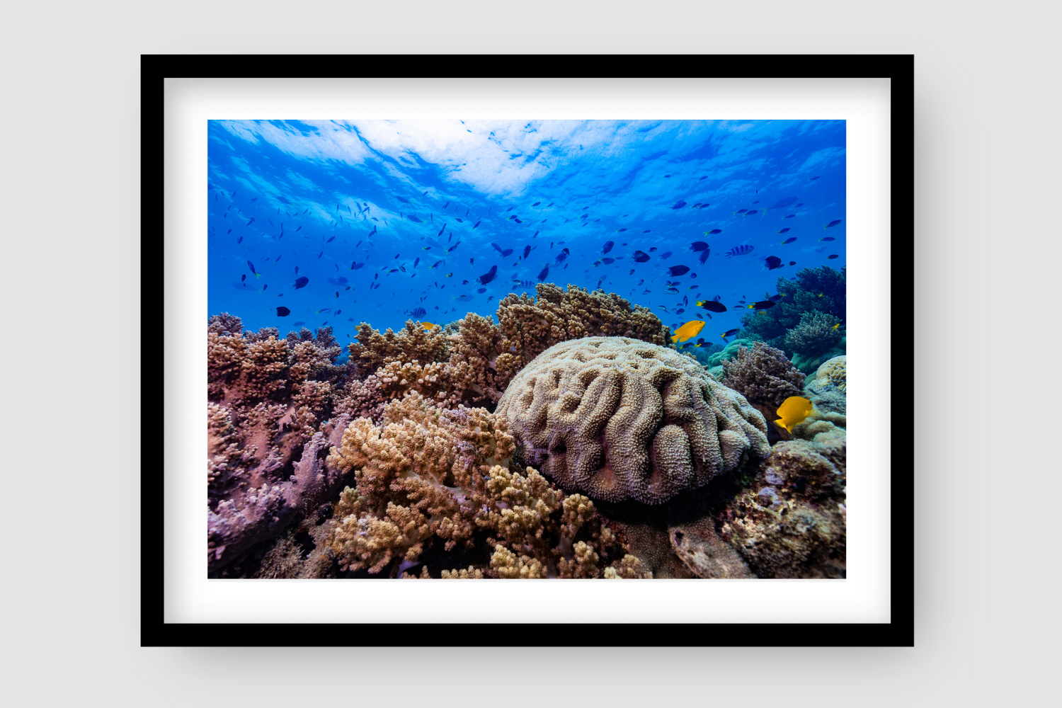 blue ocean with small fish above 2 yellow fish swimming around a sponge of coral